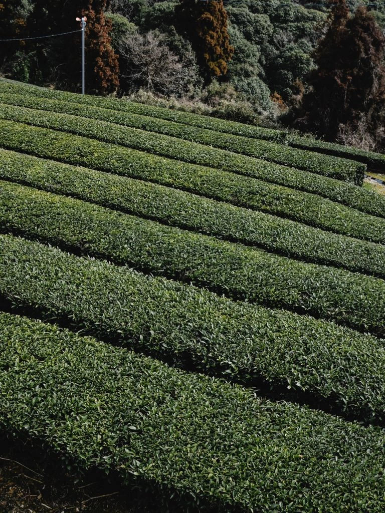 Cosecha de té en las montañas altas de Yunnan